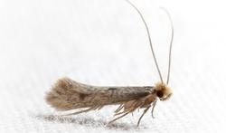 Kledingmotten herkennen en bestrijden