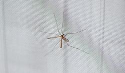 Un cousin (tipule) peut-il piquer ?