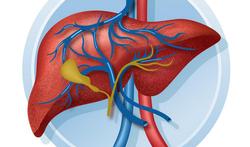 Portale hypertensie: verhoogde bloeddruk in de leverpoortader 