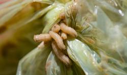 Maden in huis  bestrijden