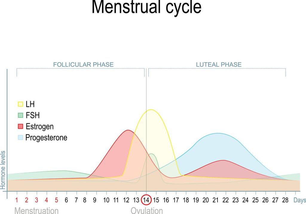 Getty_menstruatiecyclus_hormonen_2023.jpg