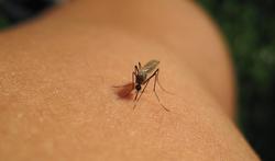 Westnijlvirus in België: symptomen en besmetting