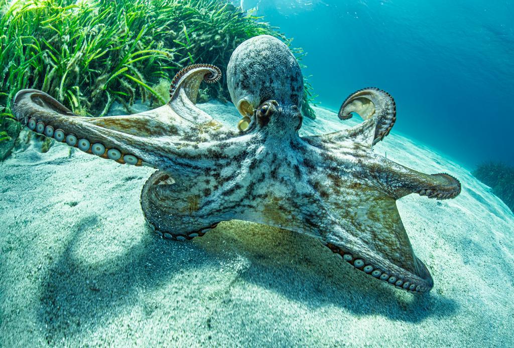 Getty_octopus_2026.jpg