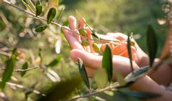 Rhume des foins : l’allergie aux pollens d’olivier