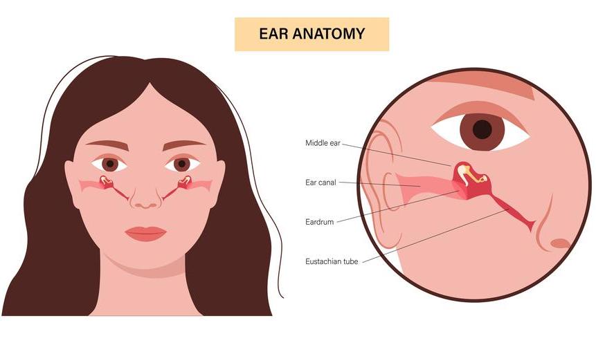 Getty_oor_oreille_eustache_2026.jpg
