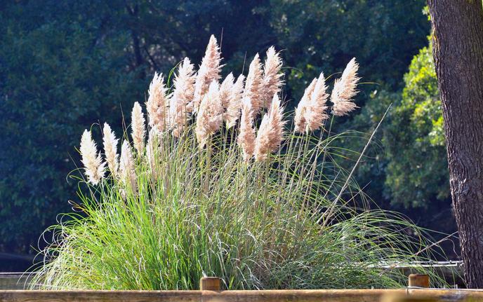 © Getty Images - Herbe de la pampa Getty_pampas_2025.jpg