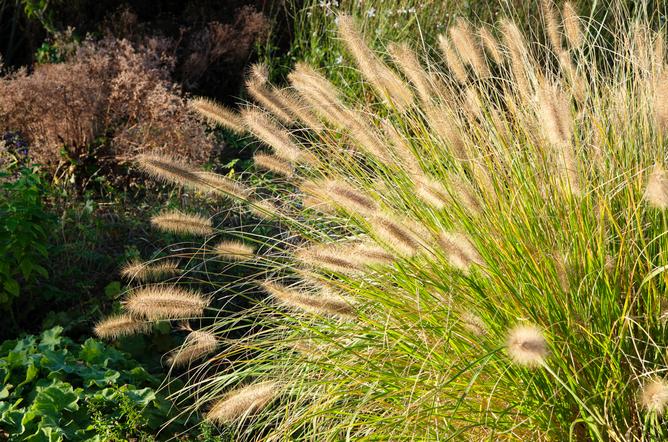 © Getty Images - Pennisetum alopecuroides/Herbe aux écouvillons Getty_pennisetum_gras_2025.jpg