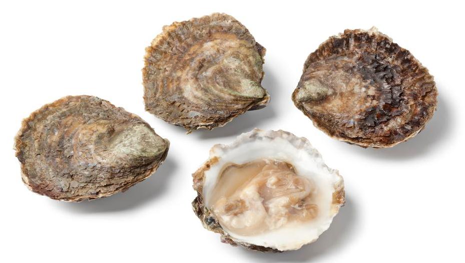 Getty_platteoesters_2025.jpg