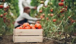 Getty_plukboerderij_tomaten_2025.jpg