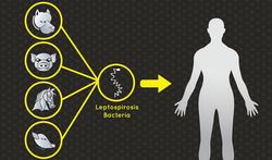 Leptospirose of rattenziekte - Ziekte van Weil - Melkerskoorts 