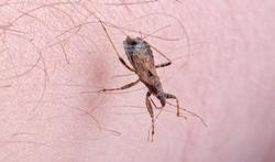 Reuzenwantsen kunnen de ziekte van Chagas veroorzaken