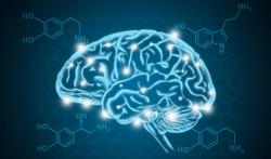 Getty_serotonine_dopamine_hersenen_2025.jpg