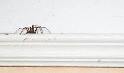 Spinnen in huis: is dat een goed teken?