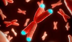 Lengte van telomeren beïnvloedt risico op ouderdomsziekten