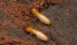 Hoe kan je termieten herkennen en bestrijden?