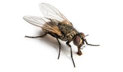 Zijn vliegen schadelijk voor onze gezondheid?