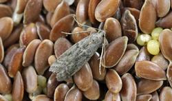 Voedselmotten in huis? Zo herken en bestrijd je ze