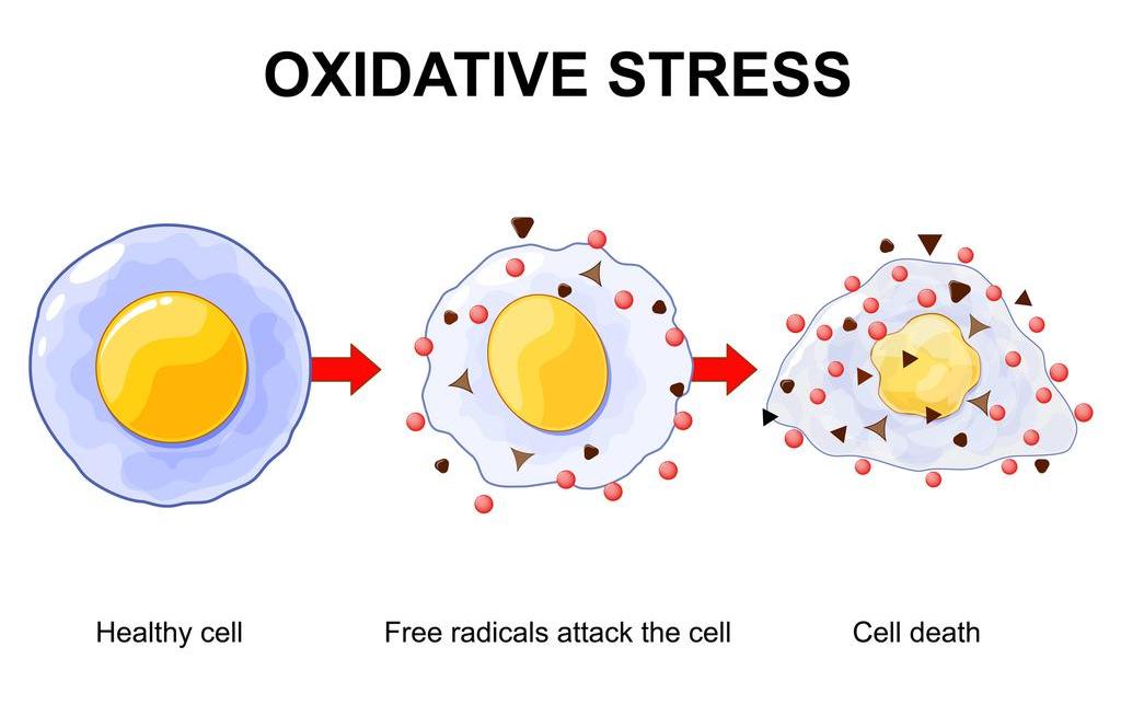 © Getty Images / oxidatieve stress Gettyoxidatievestress_2025.jpg