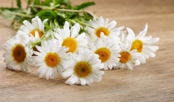 Chamomile to restore radiance to your skin |  PassionSanté.be
