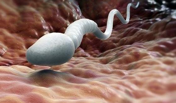 15 conseils pour un sperme sain | PassionSanté.be