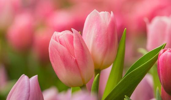 Venez voter pour votre image préférée de tulipes! 123m-bloem-tulip-tuin-20-3