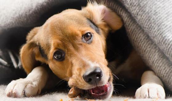 Noix de Macadamia & chien : un aliment hautement toxique