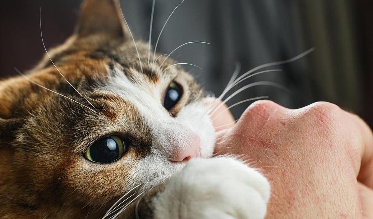 Ik geloof Vierde Voorzichtig Kattenkrabziekte: symptomen en behandeling | gezondheid.be