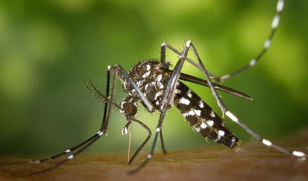 Moustique Tigre Quel Risque D Infection En Belgique Passionsante Be