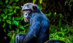 L'alimentation des chimpanzés : nos futurs médicaments ?