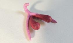 Et voici le clitoris imprimé en 3D