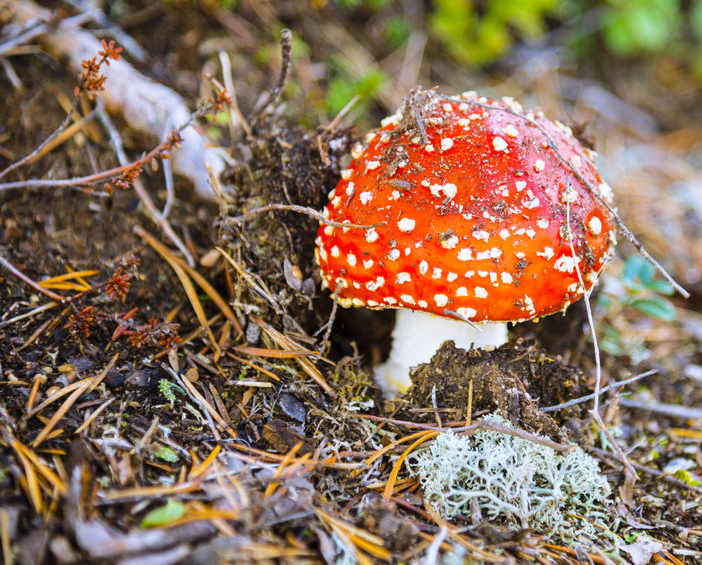 f-123-Amanita-Muscaria-gift-paddestoel-10-18.png