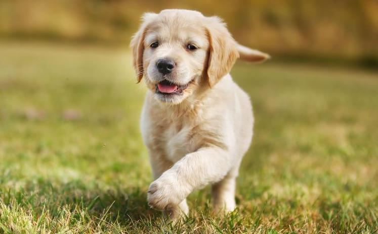 Mantsjoerije tempo Goneryl Checklijst voor wie overweegt om een hond te kopen | gezondheid.be