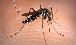 Welke infectieziekten door insecten staan ons te wachten?