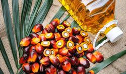 In welke producten zit palmolie en is het schadelijk?