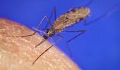 Paludisme : comment se protéger ?