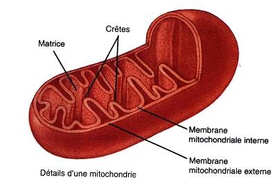mitochondrie.jpg