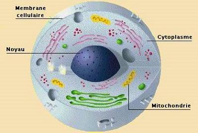 mitochondrie1.jpg