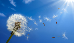 paardebloen-bl-lucht-allerg-hooik-04-19.jpg.png
