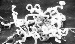 Syphilis : une très forte progression en Europe