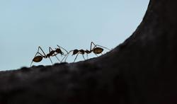 Comment éliminer les fourmis sans utiliser de pesticides