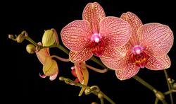 Orchidée : 3 choses à savoir avant d’en offrir