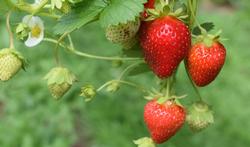 L’effet des fraises sur notre santé