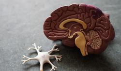 Hebben gluten een effect op de werking van onze hersenen?