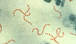 Bactérie mangeuse de chair : pourquoi est-elle si dangereuse ?