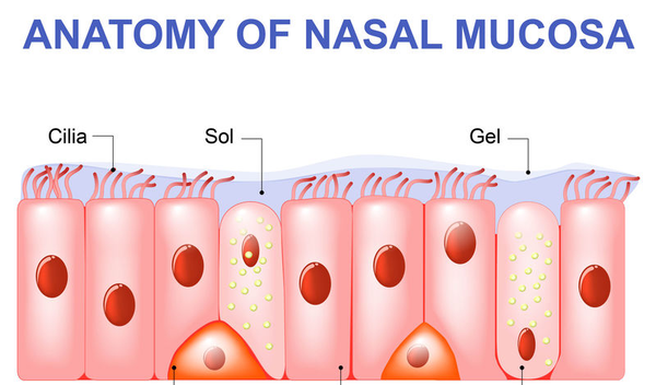 123-anatom-nasal-mucosa-cila-trilhaar-03-19.png