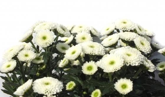 123-bloemen-chrysant-170-9.jpg