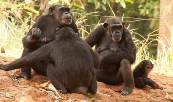 123-dieren-chimpan-apen-170_11.jpg