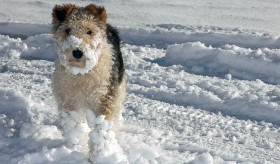 123-dieren-hond-sneeuw-koud-170-10.jpg