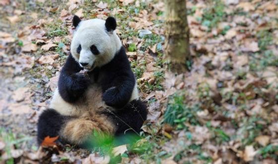 123-dieren-panda-10-5.jpg