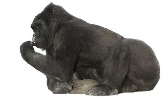 123-p-aap-gorilla-1-170-1.jpg